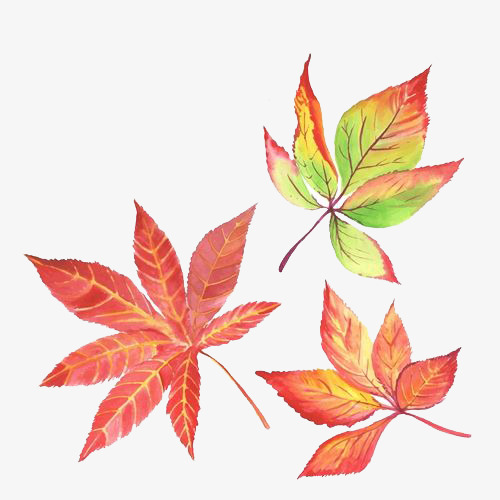 500x500 Watercolor Maple Leaves, Watercolor Clipart, Watercolor, Maple - Watercolor Maple Leaves