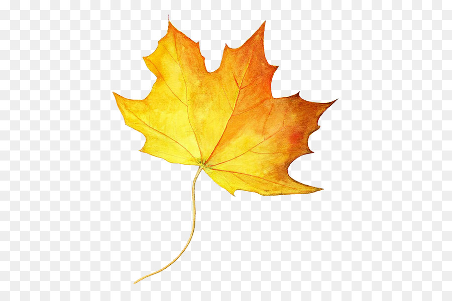 900x600 Download Drawing Maple Leaf Autumn Leaf Color Colored Penci - Watercolor Maple Leaves