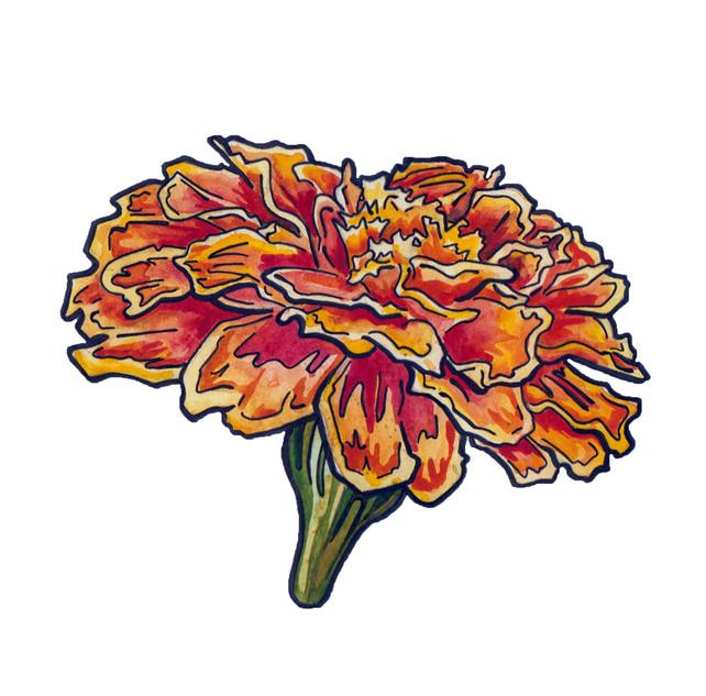 642x633 Marigold Painting In Watercolor And Ink Watercolor Flower Etsy - Watercolor Marigold
