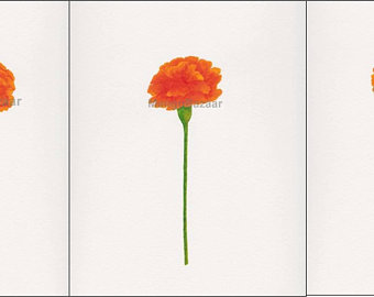 340x270 Marigold Watercolor Etsy - Watercolor Marigold