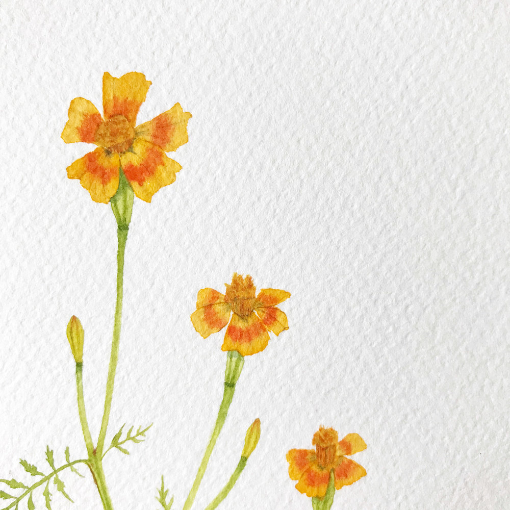 1000x1000 Tangerine Gem Marigold Watercolor Painting My Giant Strawberry - Watercolor Marigold