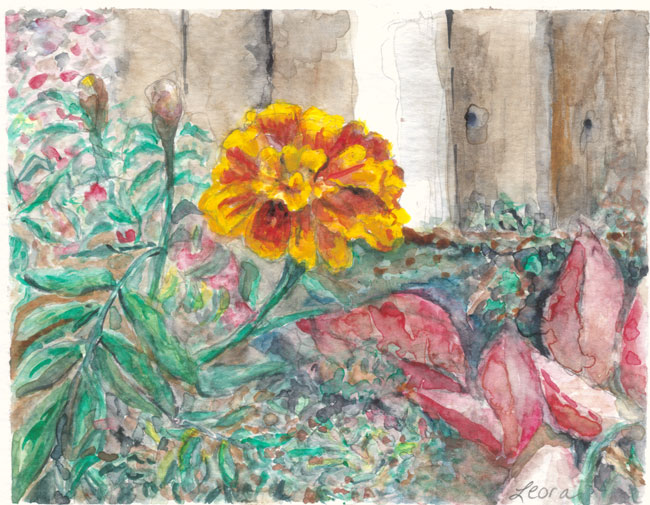 650x505 Watercolor Last Marigold - Watercolor Marigold