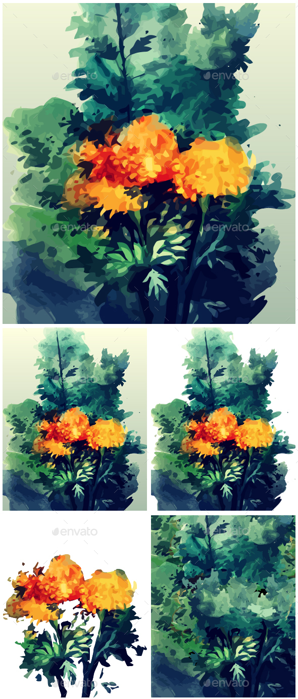 590x1381 Watercolor Marigold Flower By Tariktoon Graphicriver - Watercolor Marigold