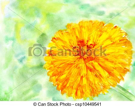 450x357 Watercolor Flower Marigold. - Watercolor Marigold