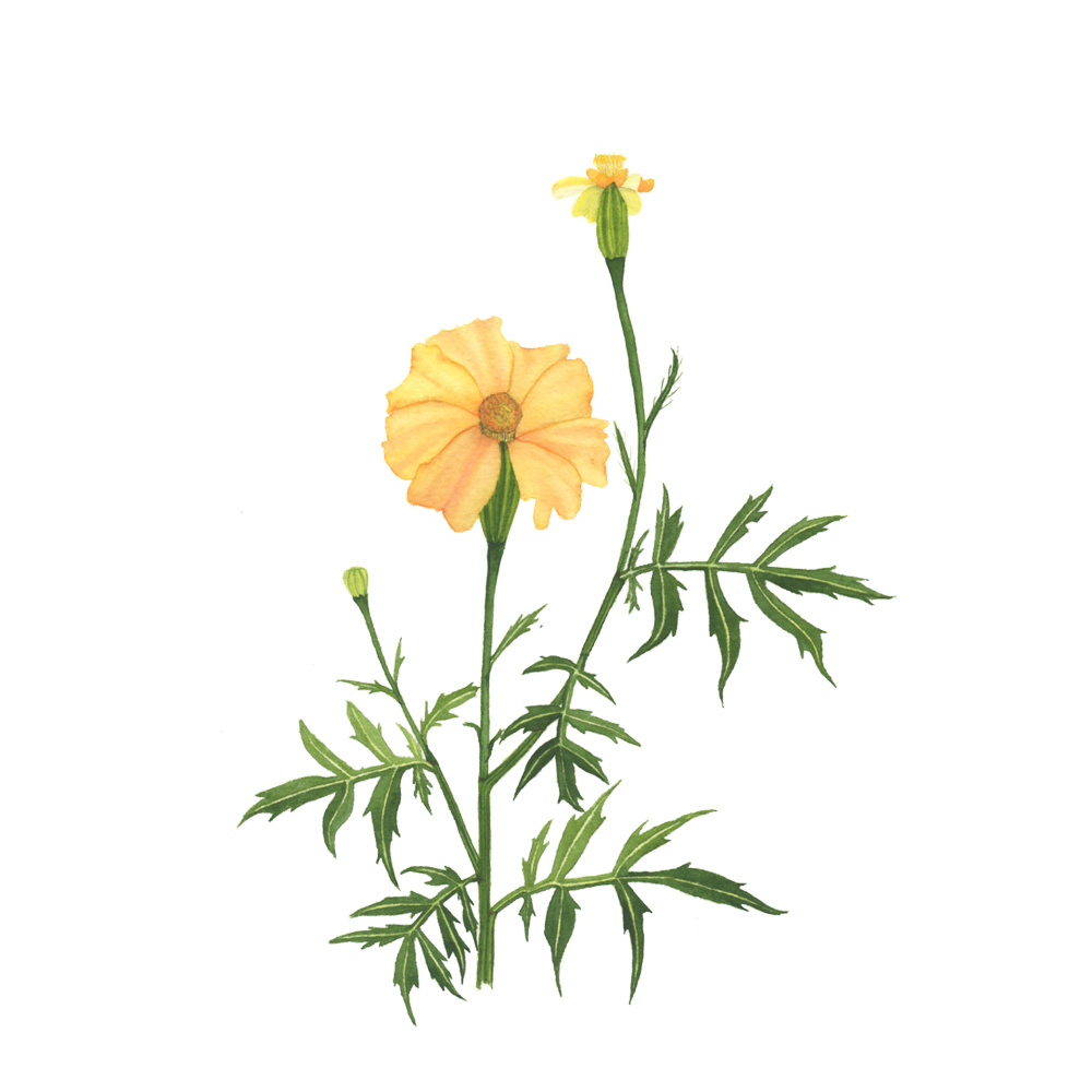 1000x1000 Yellow Marigolds Watercolor Painting My Giant Strawberry - Watercolor Marigold