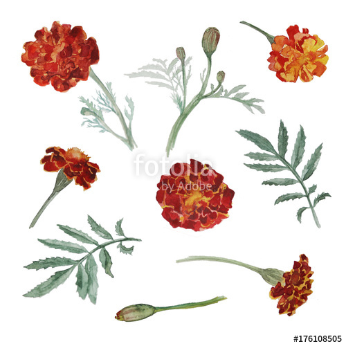 500x500 Watercolor Marigold Flowers Set Stock Photo And Royalty Free - Watercolor Marigold
