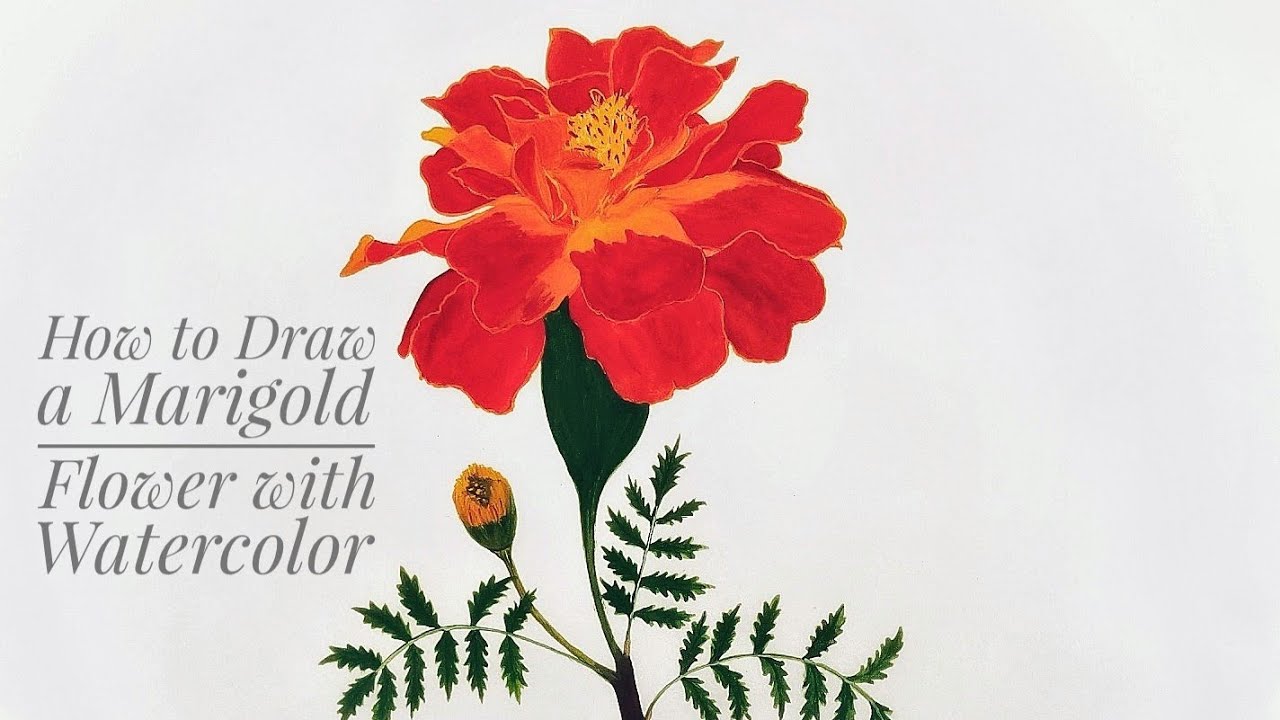 1280x720 How To Draw A Marigold Flower With Watercolor - Watercolor Marigold