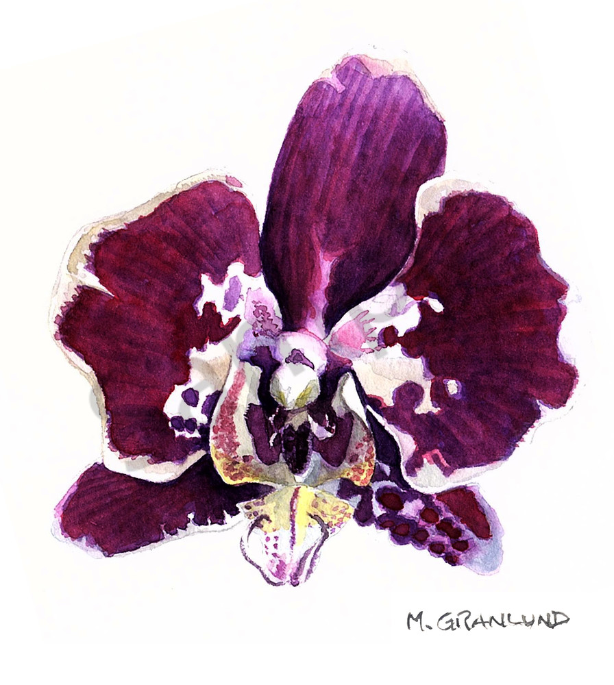 896x1000 Watercolor Painting Of A White And Purple Phalaenopsis Orchid By - Watercolor Mark