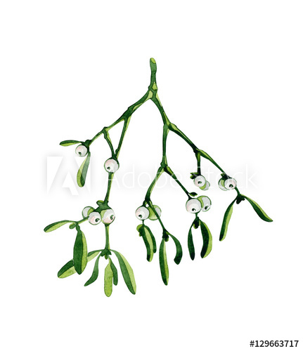 431x500 Watercolor Christmas Branch Of Mistletoe. Use It For Wrapping - Watercolor Mistletoe