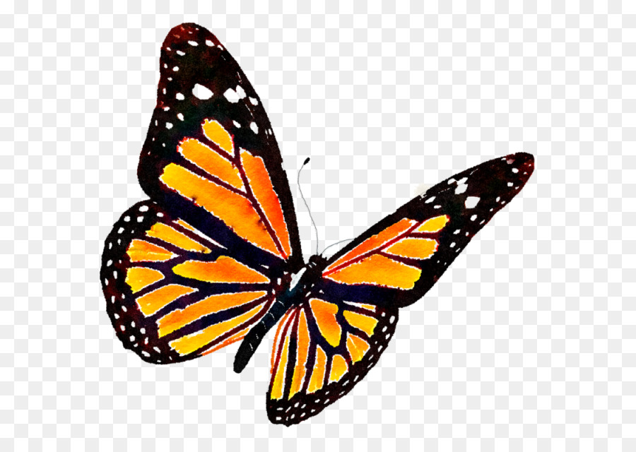 900x640 Monarch Butterfly Clip Art - Watercolor Monarch Butterfly