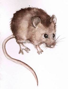 287x375 Using Watercolor Pencil (Squeak!) - Watercolor Mouse