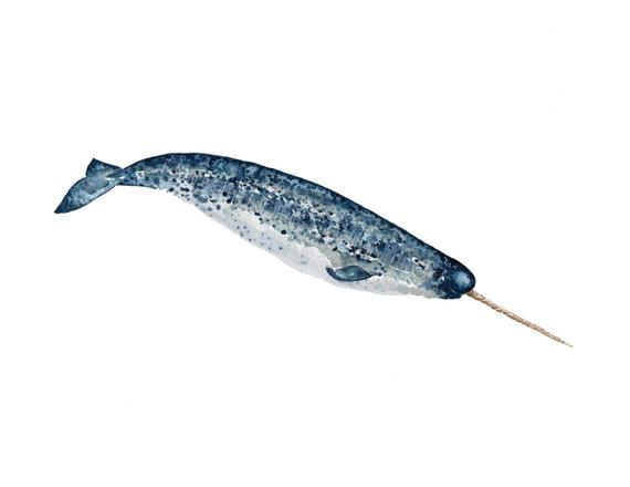 570x440 Watercolor Narwhal Whale Print Watercolor Whale Watercolor Etsy - Watercolor Narwhal