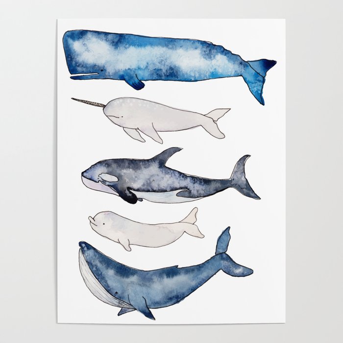 700x700 Watercolor Orca Whale, Spermwhale, Humpback, Narwhal, Beluga - Watercolor Narwhal