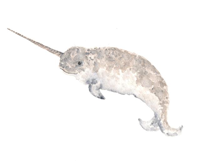 642x514 Watercolor Painting Whale Painting Narwhal Painting Etsy - Watercolor Narwhal
