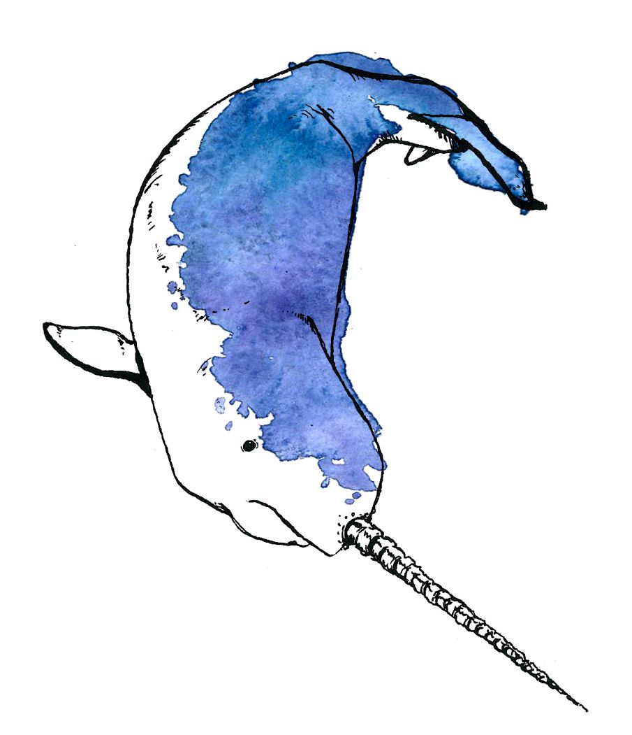 905x1051 Watercolor Narwhal Watercolor Watercolor, Tattoo - Watercolor Narwhal