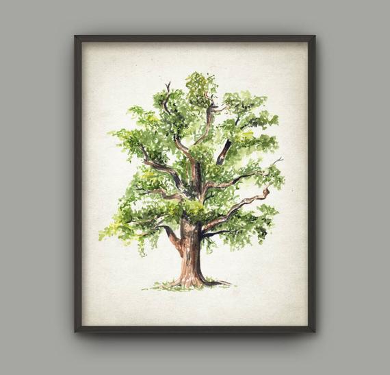 570x547 Oak Tree Watercolor Art Print Woodland Poster Tree Painting Etsy - Watercolor Oak Tree