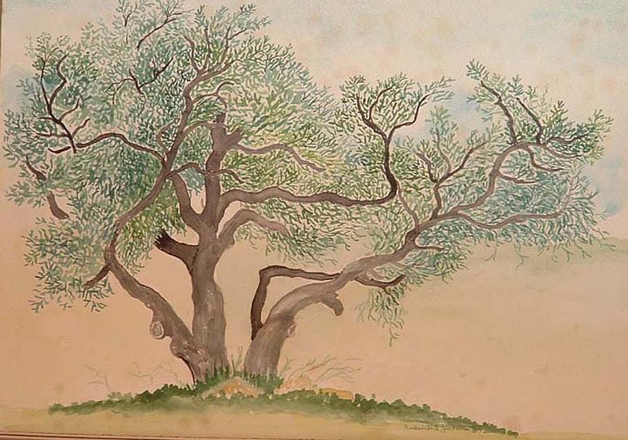 900x630 Old Oak Tree Painting By Fred Jinkins - Watercolor Oak Tree