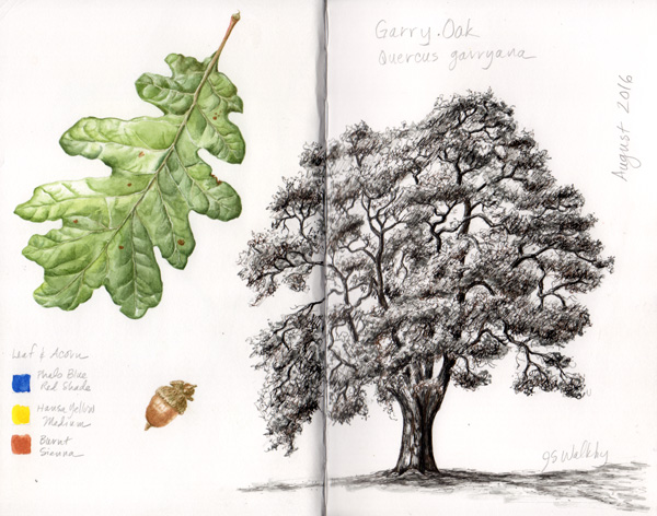 600x472 Oak - Watercolor Oak Tree