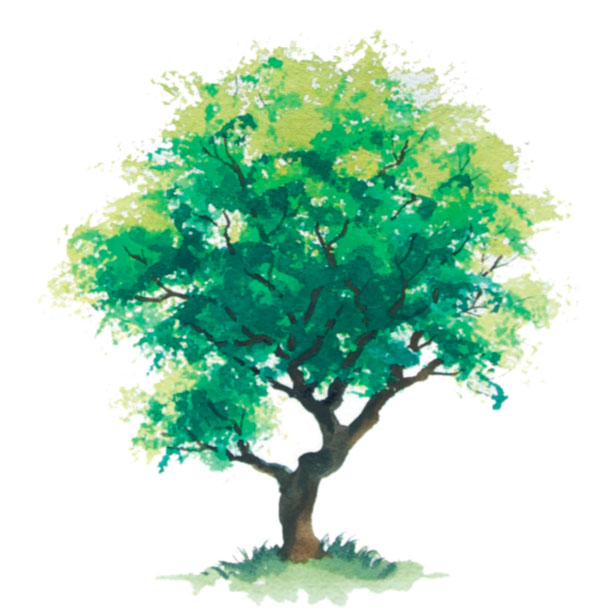 613x612 Beginning Watercolor Starting With Trees Quarto Knows Blog - Watercolor Oak Tree