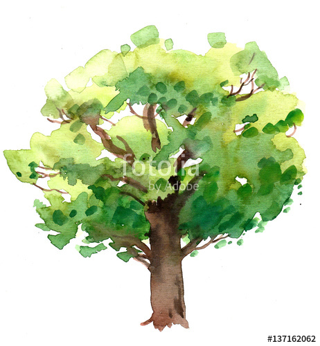 462x500 Watercolor Oak Tree Stock Photo And Royalty Free Images On - Watercolor Oak Tree