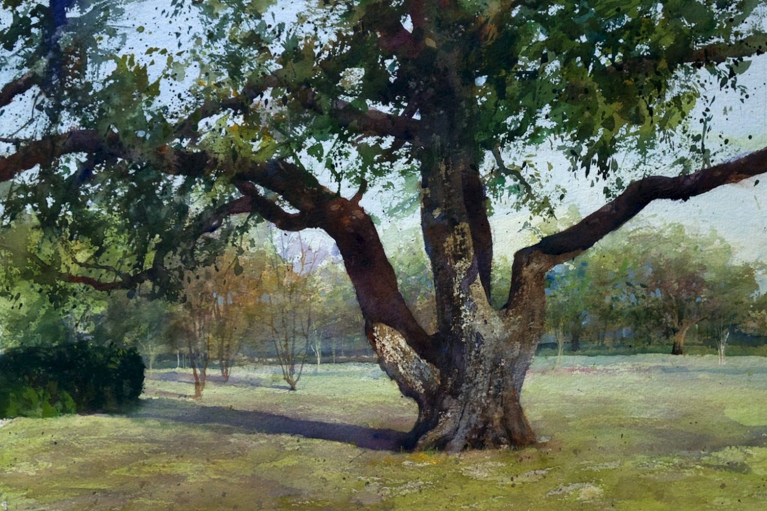 1500x1000 Guy Mellegenes Oak Tree Watercolor The John Peter Smith Oak 14 - Watercolor Oak Tree