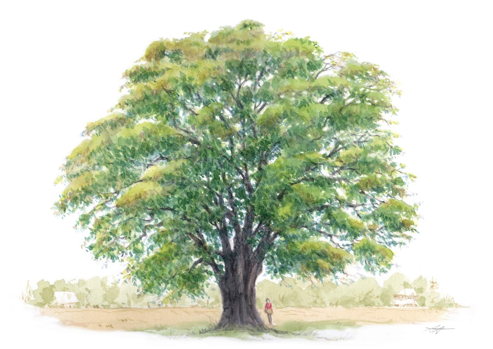 Watercolor Oak Tree 39 