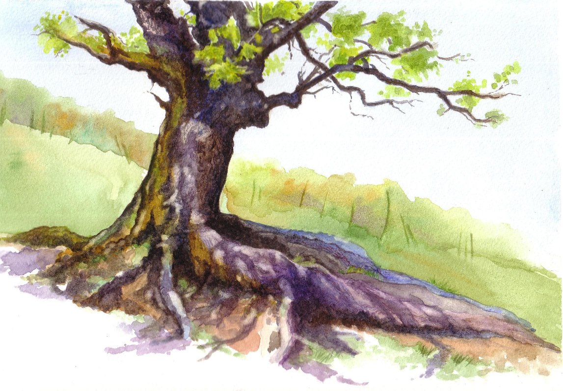 1147x798 Down A Dusty Lane......by Cathy Holtom Round The Old Oak Tree - Watercolor Oak Tree