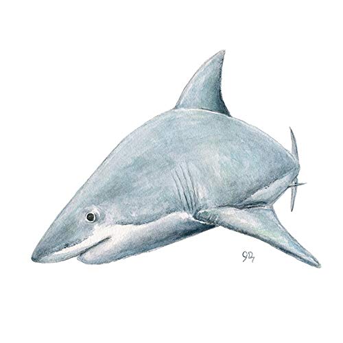 500x500 Shark Art Shark Wall Art Print, Sea Animal Ocean Life - Watercolor Ocean Life