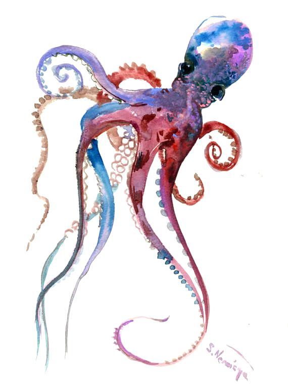 570x768 Watercolor Octopus Google Search Colorful Dobai - Watercolor Octopus