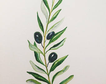 340x270 Olive Branch Watercolor Print Etsy - Watercolor Olive Branch