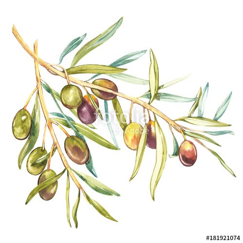 500x500 Watercolor Realistic Illustration Of Black And Green Olives Branch - Watercolor Olive Branch