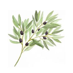 236x236 Olive Branches Greenery - Watercolor Olive Branch