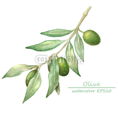 400x400 Watercolor Olive Branch Card. Buy Photos Ap Images Detailview - Watercolor Olive Branch