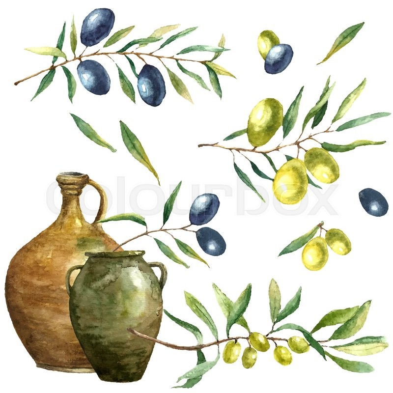 800x800 Hand Drawn Watercolor Illustration With Olives. Set Of The - Watercolor Olive Branch
