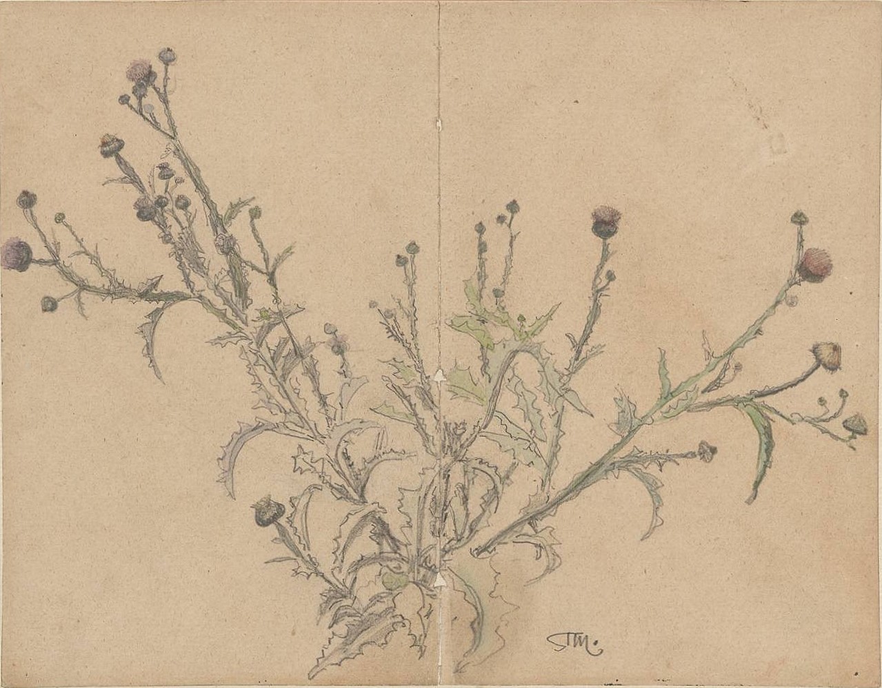 1279x999 (1853 1926), Oset (Thistle), Pencil And - Watercolor On Cardboard