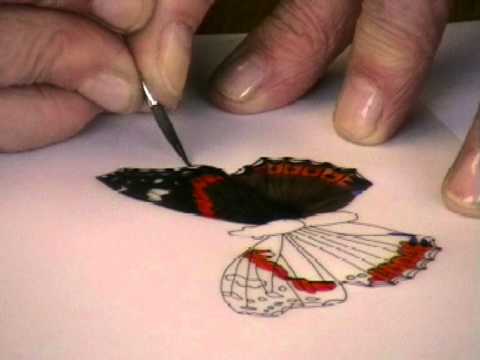480x360 Painting A Butterfly On Parchment By Pauline Loweth - Watercolor On Parchment Paper