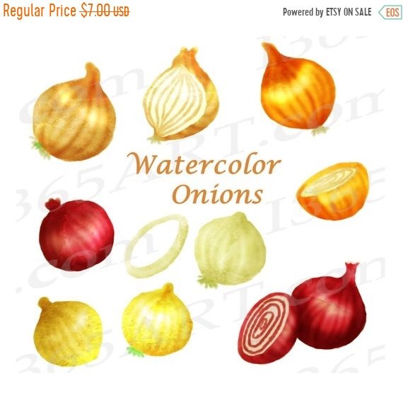 570x555 50% Off Watercolor Onions Clipart, Onions Clip Art, Elements, Red - Watercolor Onion