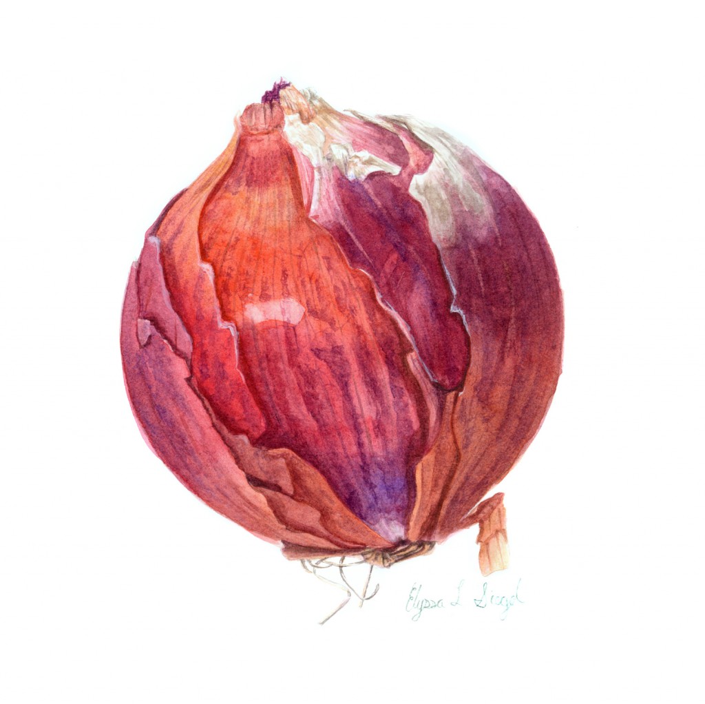 1024x1022 Me120.703 Color Illustration Art As Applied To Medicine - Watercolor Onion