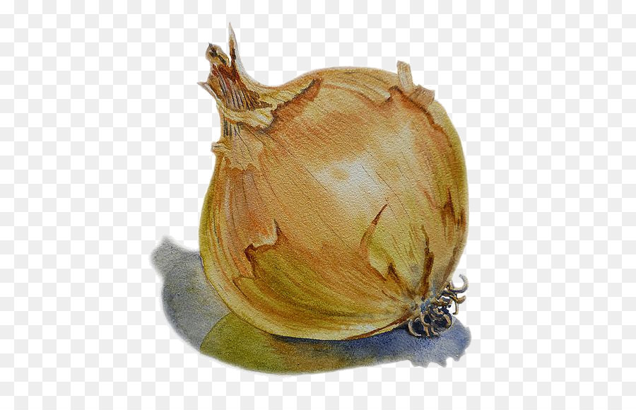 900x580 Onion Watercolor Painting Vegetable Drawing - Watercolor Onion