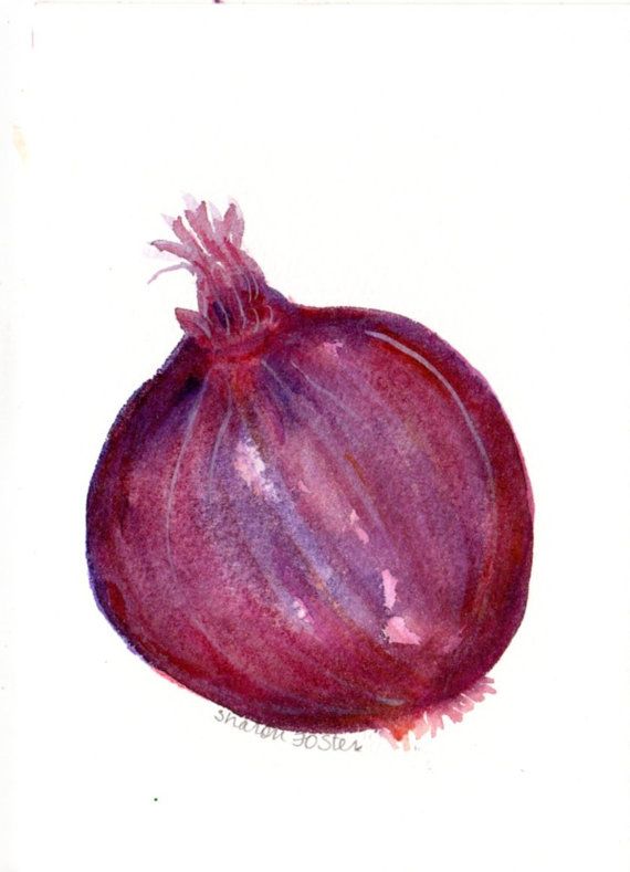 570x789 Onion Watercolor Painting Original 5 X 7 Purple Onion Painting - Watercolor Onion