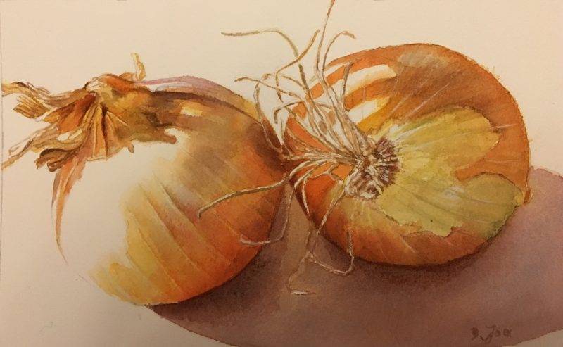 800x493 Onions In Watercolor - Watercolor Onion