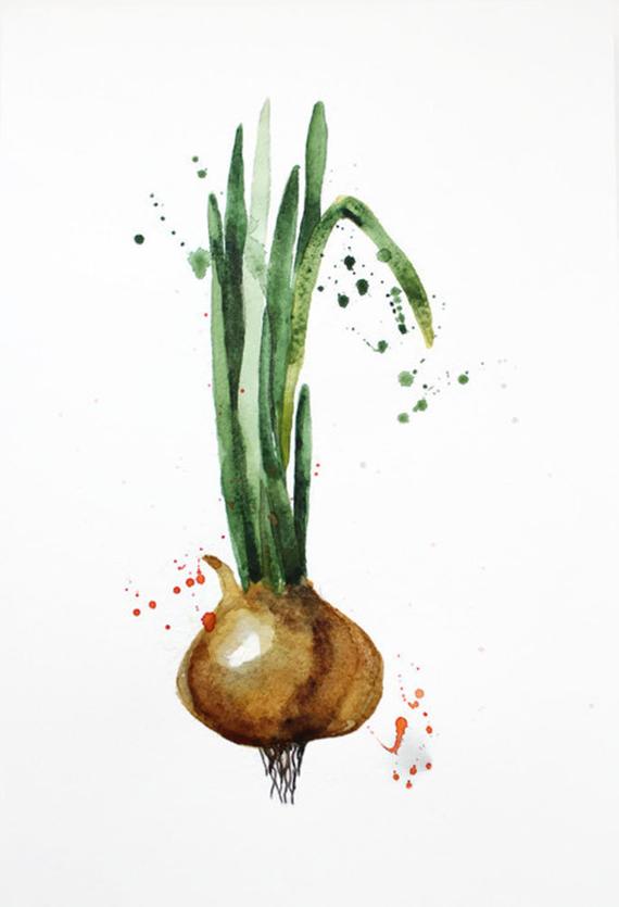 570x835 Original Watercolor Onion Onion Illustration Vegetables Etsy - Watercolor Onion