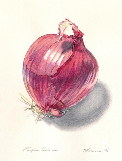487x640 Purple Onion.....great Shading Watercolors Onions - Watercolor Onion