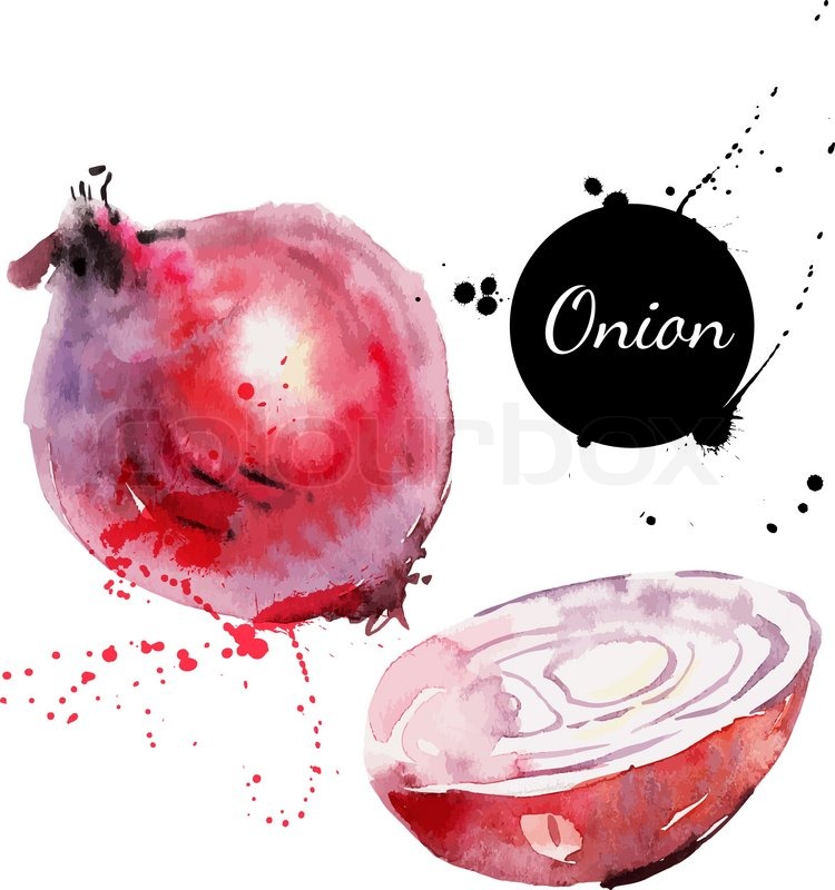750x800 Red Onion. Hand Drawn Watercolor Painting On White Background - Watercolor Onion