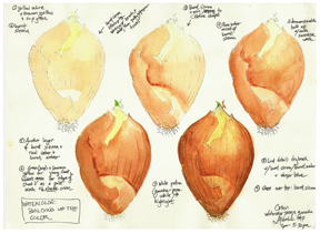 288x211 Vba Onion Watercolor Exercise - Watercolor Onion