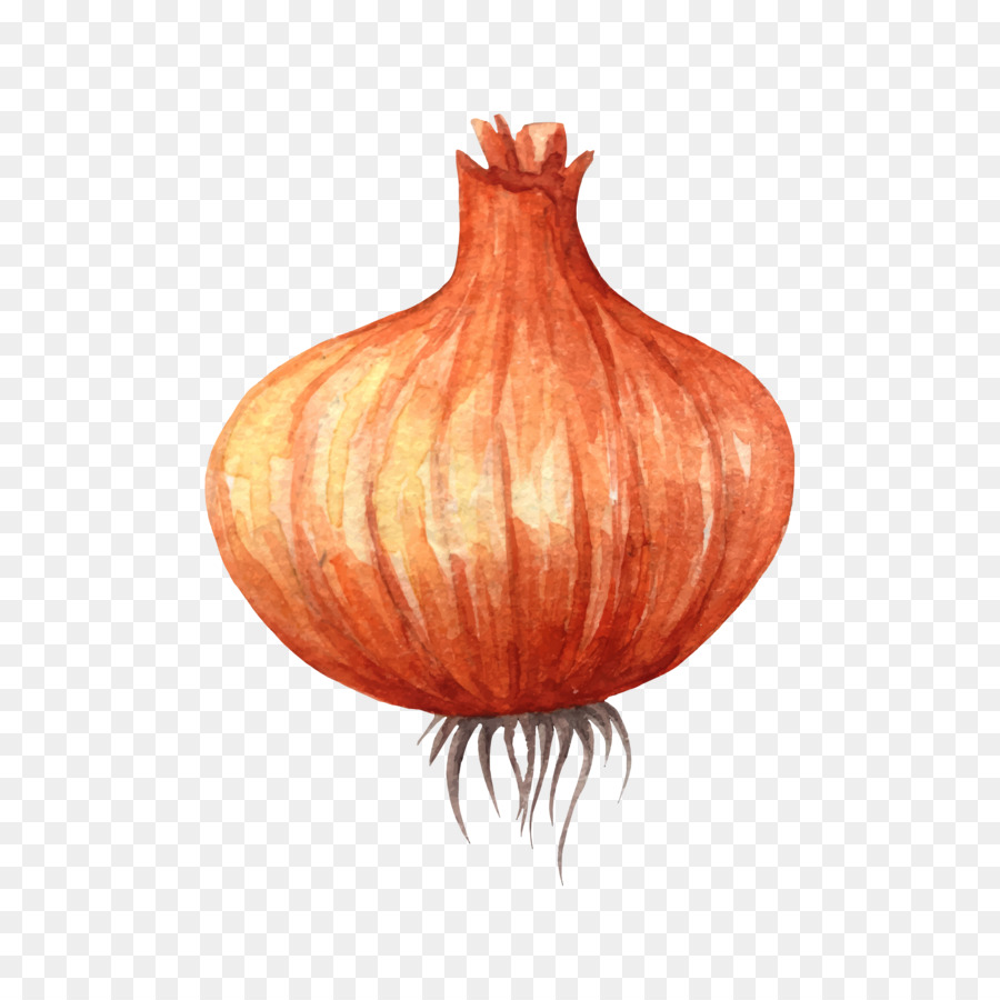 900x900 Vegetable Watercolor Painting Onion Clip Art - Watercolor Onion
