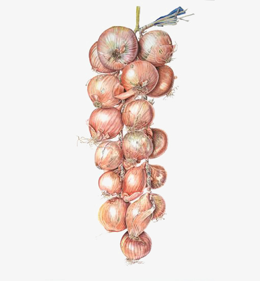 510x550 Watercolor Onion, Watercolor Clipart, Hand Painted Onion, Onion - Watercolor Onion