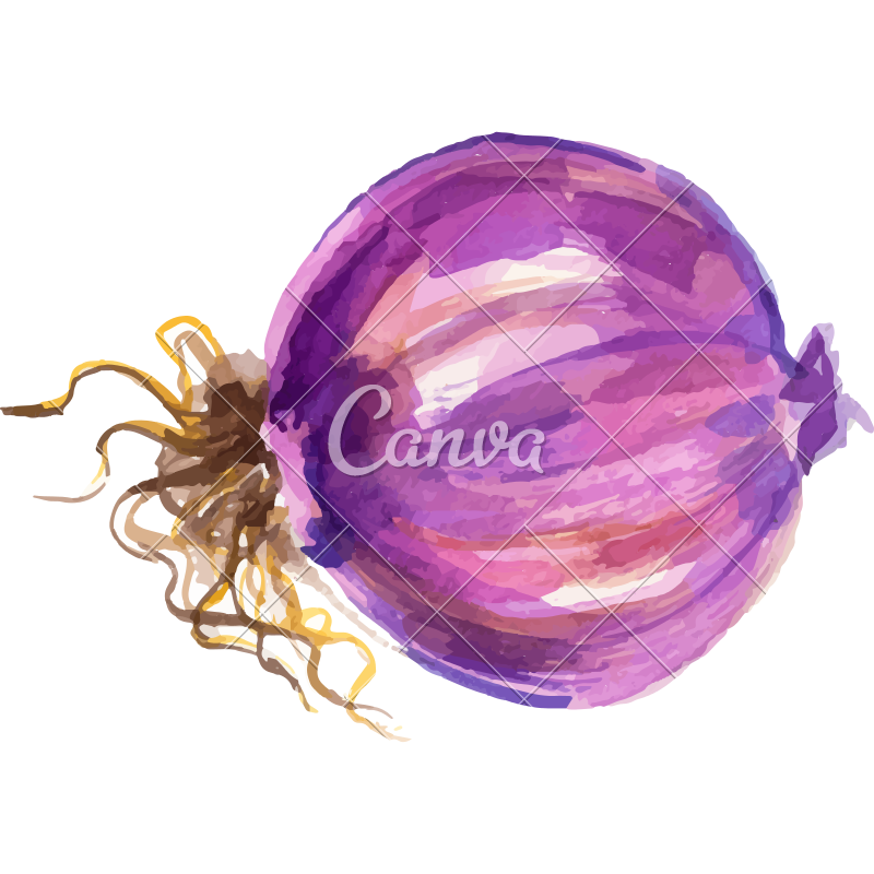 800x800 Watercolor Onion Design - Watercolor Onion