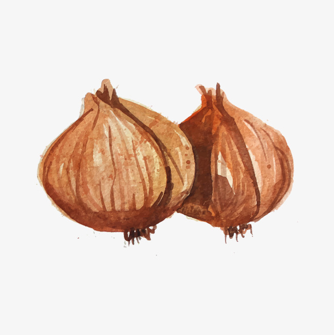 650x651 Drawing Onion, Two, Yellow, Watercolor Png And Vector For Free - Watercolor Onion
