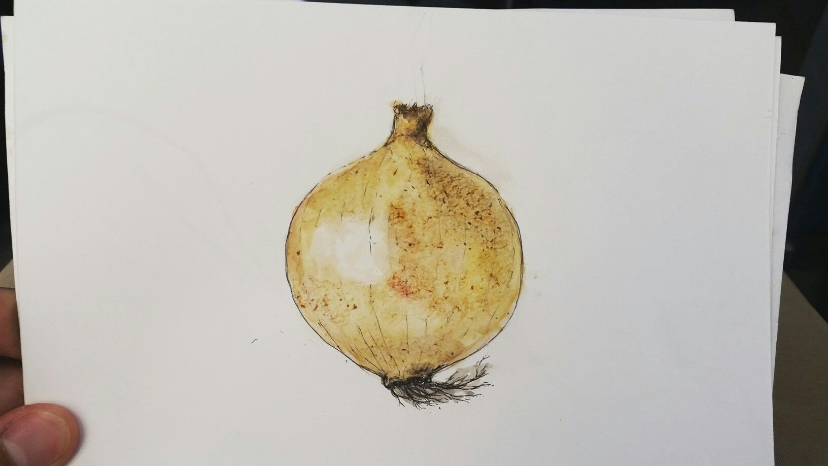 1632x918 Watercolor Onion Watercolors And Urban Sketches - Watercolor Onion